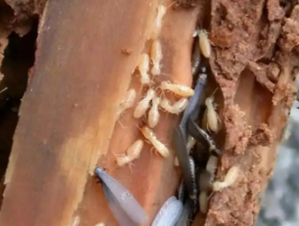 薛城白蚁防治公司分享雨季白蚁飞蚁集中入户，应急处理与长效防虫方案